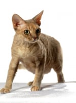 Photo : chat de race Devon Rex sur Woopets