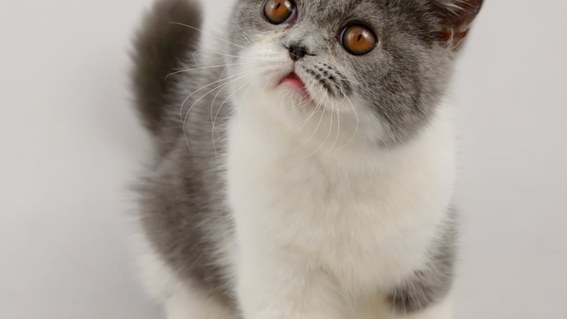 Exotic Caractere Sante Alimentation Prix Et Entretien