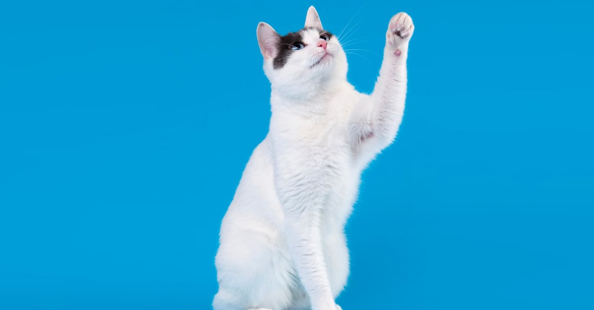 Japanese Bobtail Caractere Sante Alimentation Prix Et Entretien
