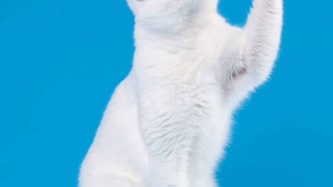 Japanese Bobtail Caractere Sante Alimentation Prix Et Entretien Japanese Bobtail Caractere Sante Alimentation Prix Et Entretien