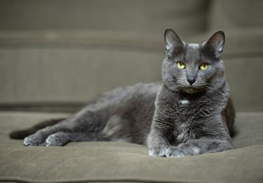 Photo : chat de race Korat sur Woopets