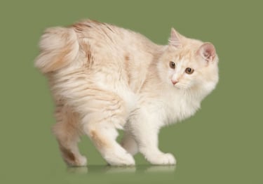 Photo : chat de race Kurilian Bobtail sur Woopets