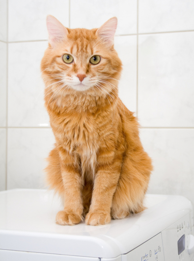 Kurilian Bobtail Caractere Sante Alimentation Prix Et Entretien Kurilian Bobtail Caractere Sante Alimentation Prix Et Entretien