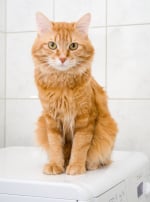 Photo : chat de race Kurilian Bobtail sur Woopets