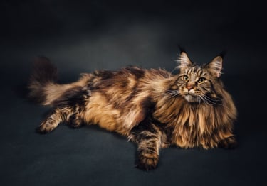 Photo : chat de race Maine Coon sur Woopets