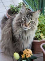 Photo : chat de race Maine Coon sur Woopets