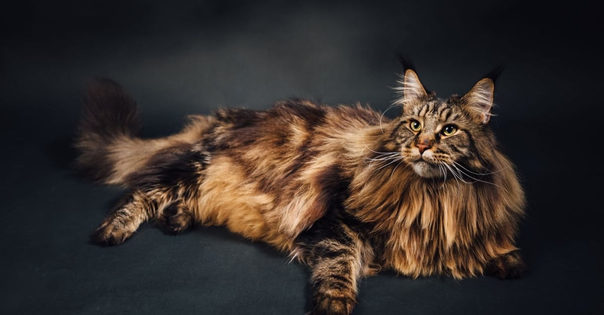 Contribuable cornue de base quel harnais pour un maine coon fidélité ...