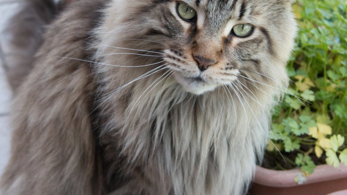 Maine Coon Caractere Sante Alimentation Prix Et Entretien