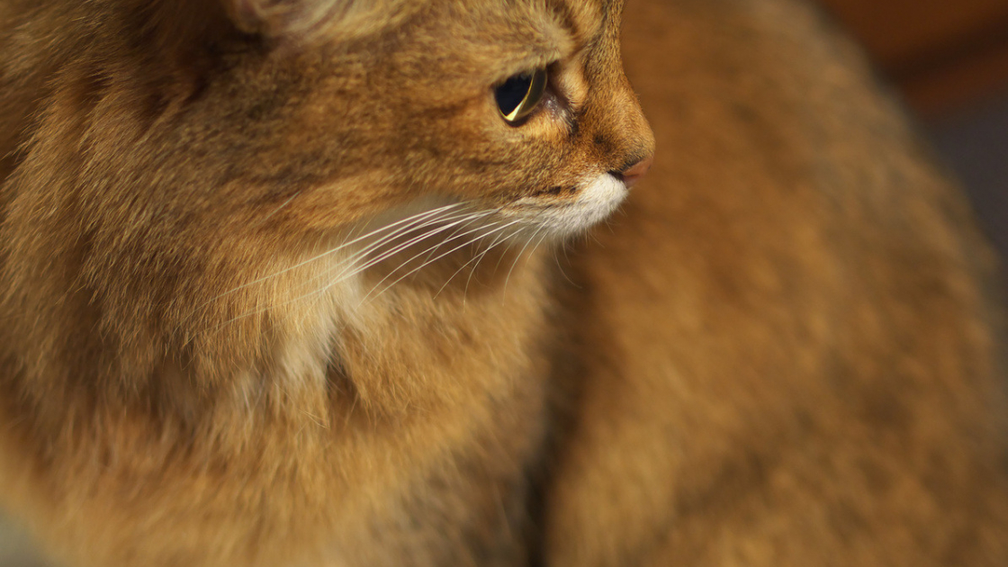 Manx Caractere Sante Alimentation Prix Et Entretien