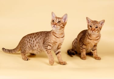 Photo : chat de race Ocicat sur Woopets