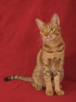 Photo : chat de race Ocicat sur Woopets