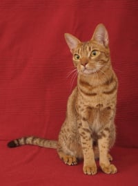 Toyger  Caractère, alimentation, santé & prix