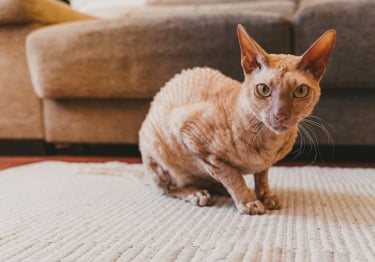 Photo : chat de race Peterbald sur Woopets