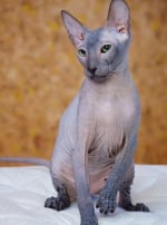 Photo : chat de race Peterbald sur Woopets