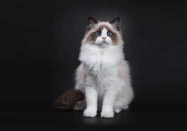 Photo : chat de race Ragdoll sur Woopets