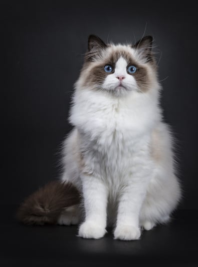 Trouve la race (version chien & chat) Ragdoll