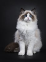 Photo : chat de race Ragdoll sur Woopets