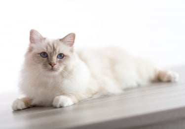 Photo : chat de race Sacré de Birmanie sur Woopets