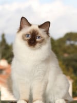 Photo : chat de race Sacré de Birmanie sur Woopets