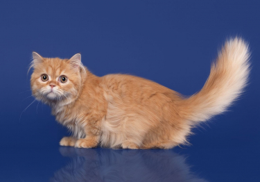 Photo : chat de race Scottish & Highland sur Woopets