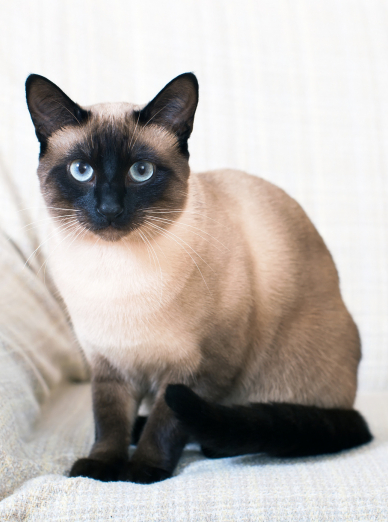 Thai chat