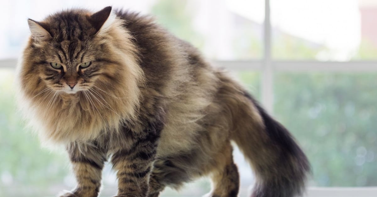 chat sibérien hypoallergénique prix