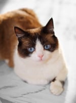 Photo : chat de race Snowshoe sur Woopets