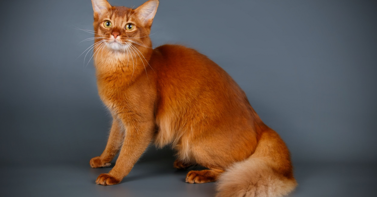 Chaton Somali Roux Chatterie L Etoile De Christax Somalis Et