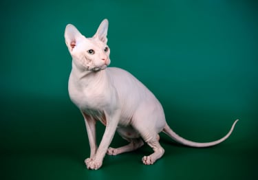 Photo : chat de race Sphynx sur Woopets