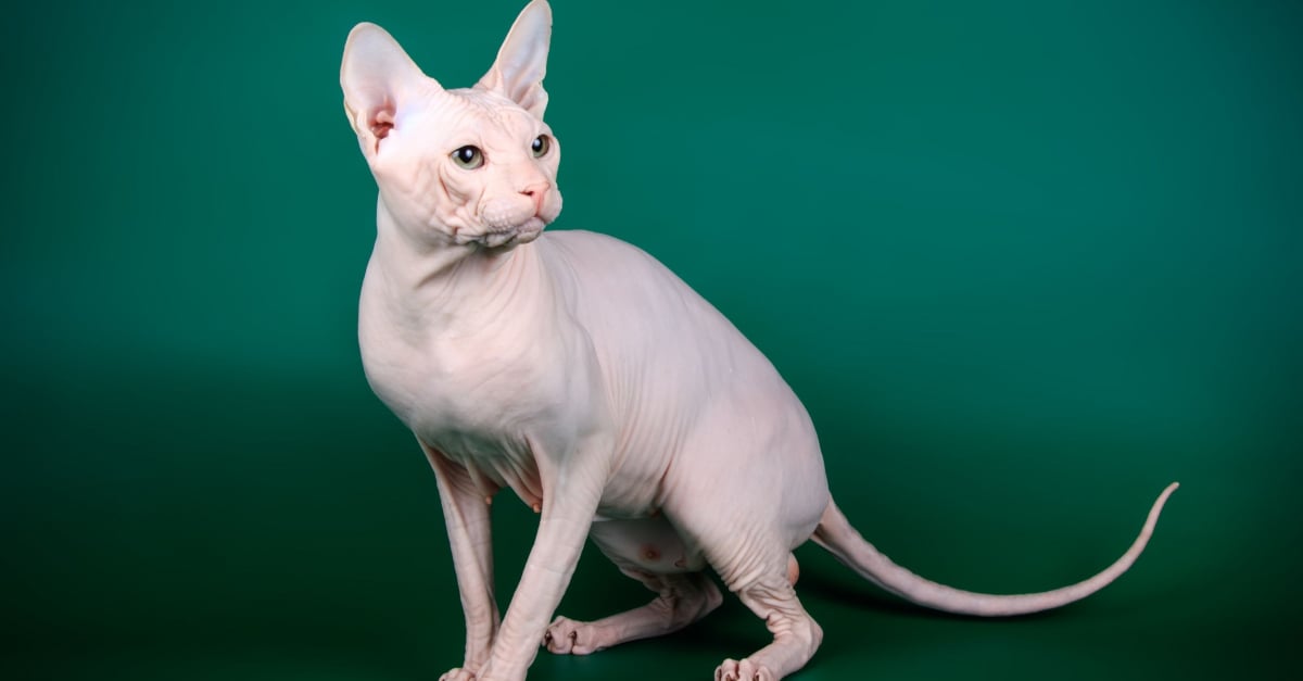 Sphynx Caractere Sante Alimentation Prix Et Entretien