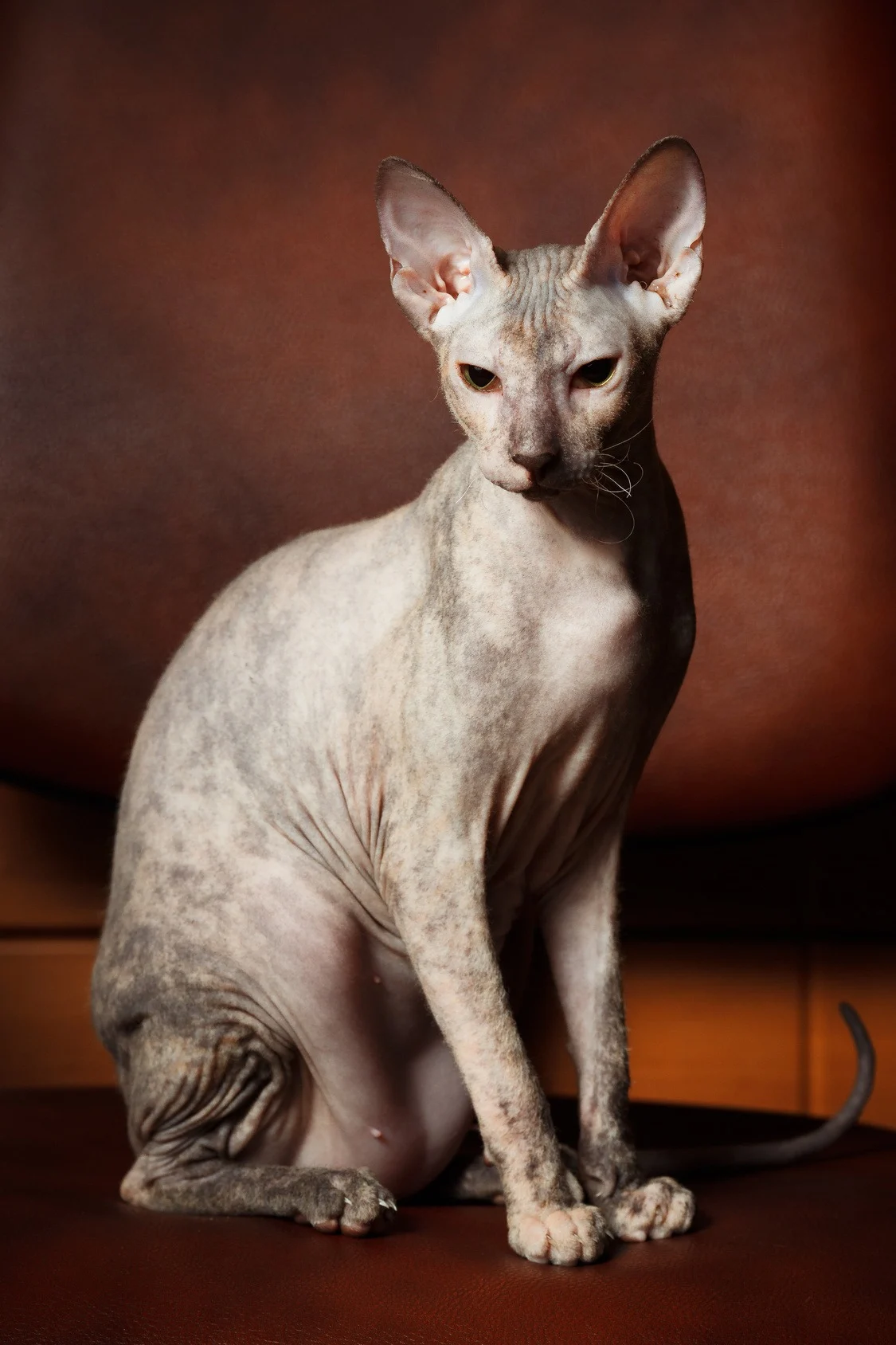 caractère chat sphynx