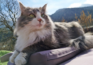 Photo : chat de race Skogcatt sur Woopets