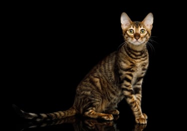 Photo : chat de race Toyger sur Woopets