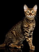 Photo : chat de race Toyger sur Woopets