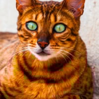 Photo de California Spangled