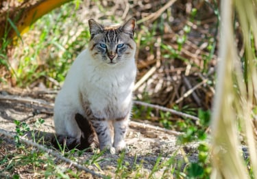 Photo : chat de race Ojos Azules sur Woopets