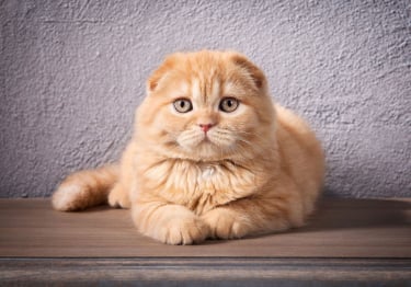 Photo : chat de race Scottish Fold sur Woopets