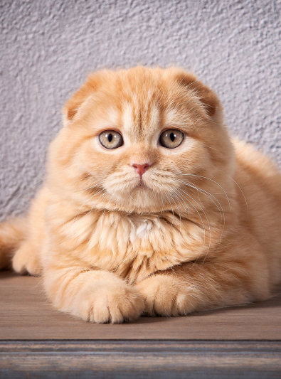 Scottish Fold Caractere Sante Alimentation Prix Et Entretien