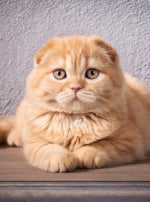 Photo : chat de race Scottish Fold sur Woopets