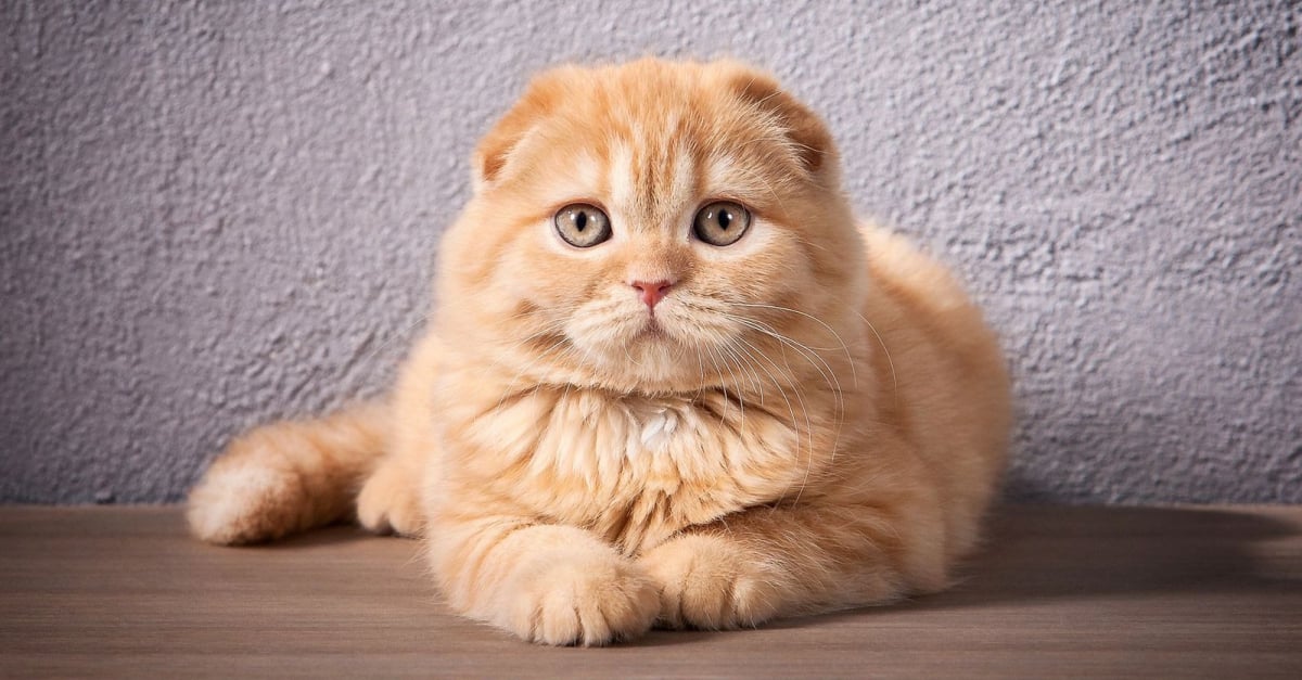 Scottish Fold : caractère, santé, alimentation, prix et entretien