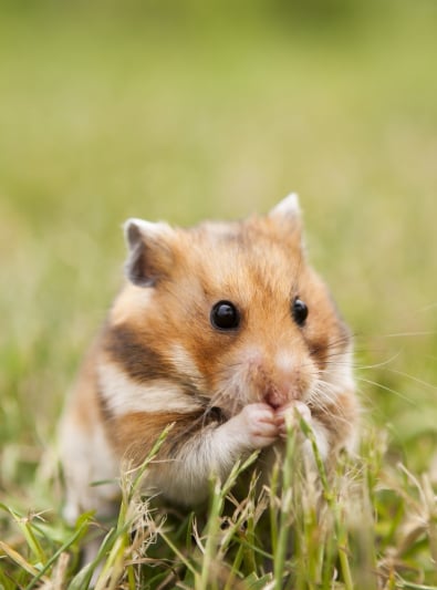 Hamster Caractere Sante Alimentation Prix Et Entretien