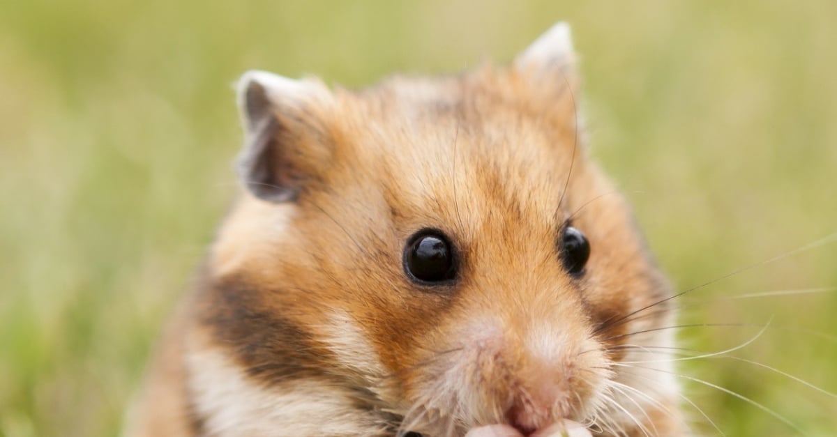 Hamster Caractere Sante Alimentation Prix Et Entretien Hamster Caractere Sante Alimentation Prix Et Entretien