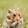 Hamster