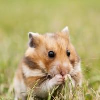 Photo de Hamster