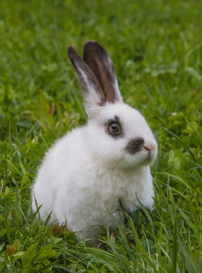 Lapin : caractère, santé, alimentation, prix et entretien