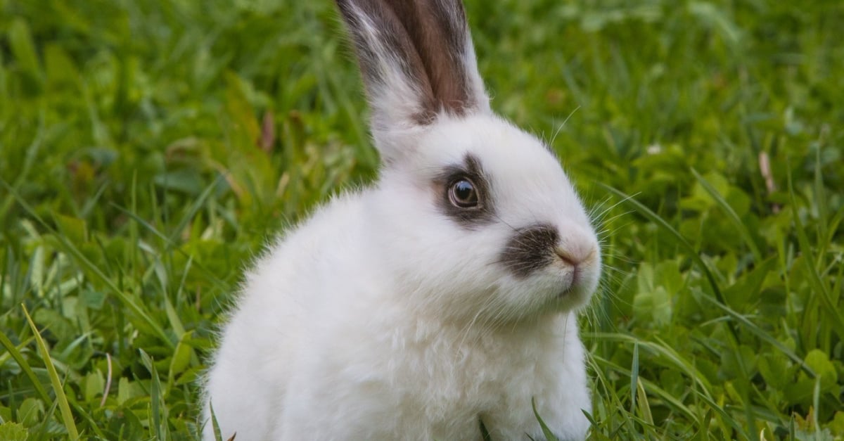 Lapin : caractère, santé, alimentation, prix et entretien