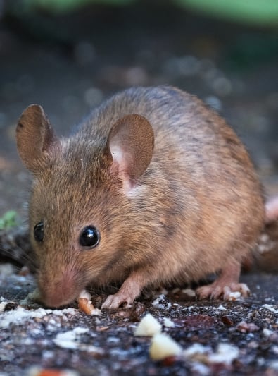 Souris : caractère, santé, alimentation, prix et entretien