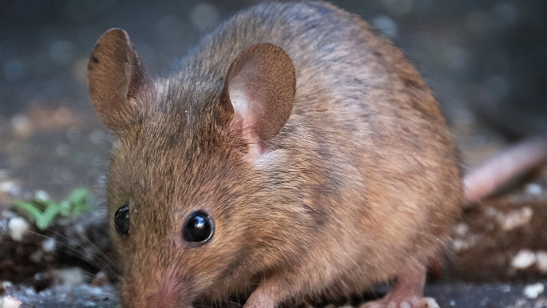Souris Caractere Sante Alimentation Prix Et Entretien Souris Caractere Sante Alimentation Prix Et Entretien