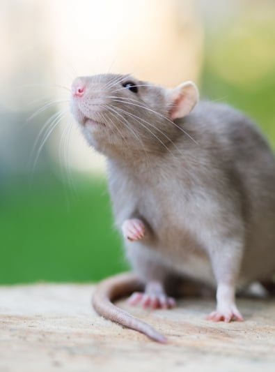 Rat Caractere Sante Alimentation Prix Et Entretien