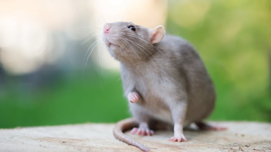 Rat Caractere Sante Alimentation Prix Et Entretien Rat Caractere Sante Alimentation Prix Et Entretien